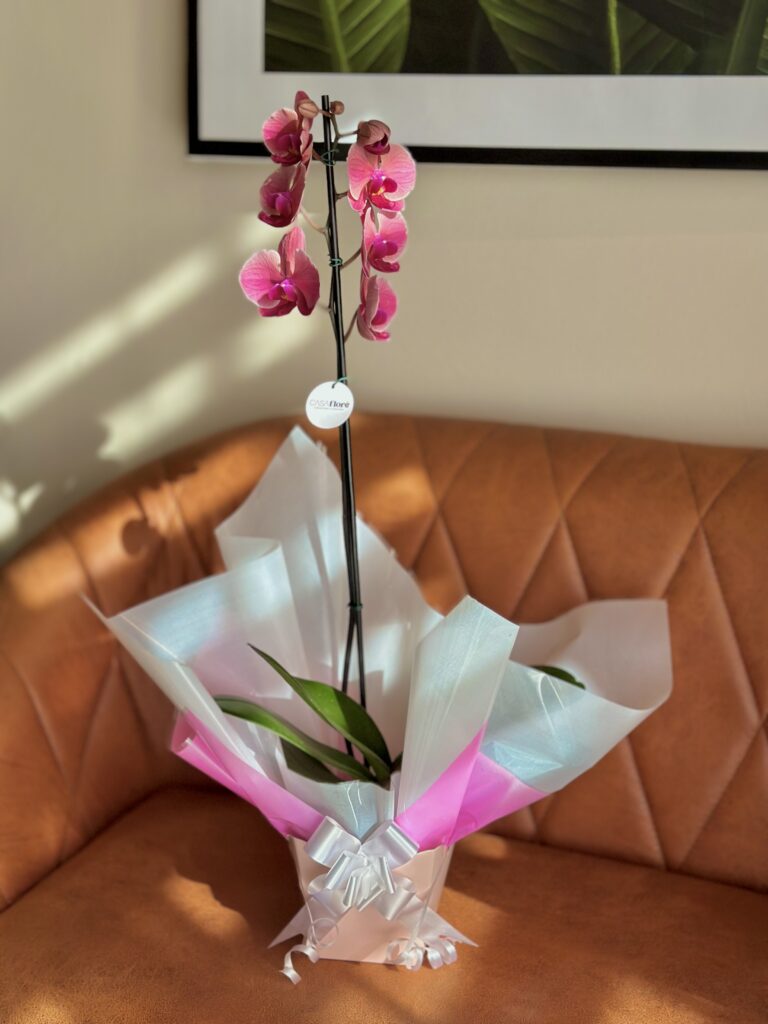 Orquídea GG premium