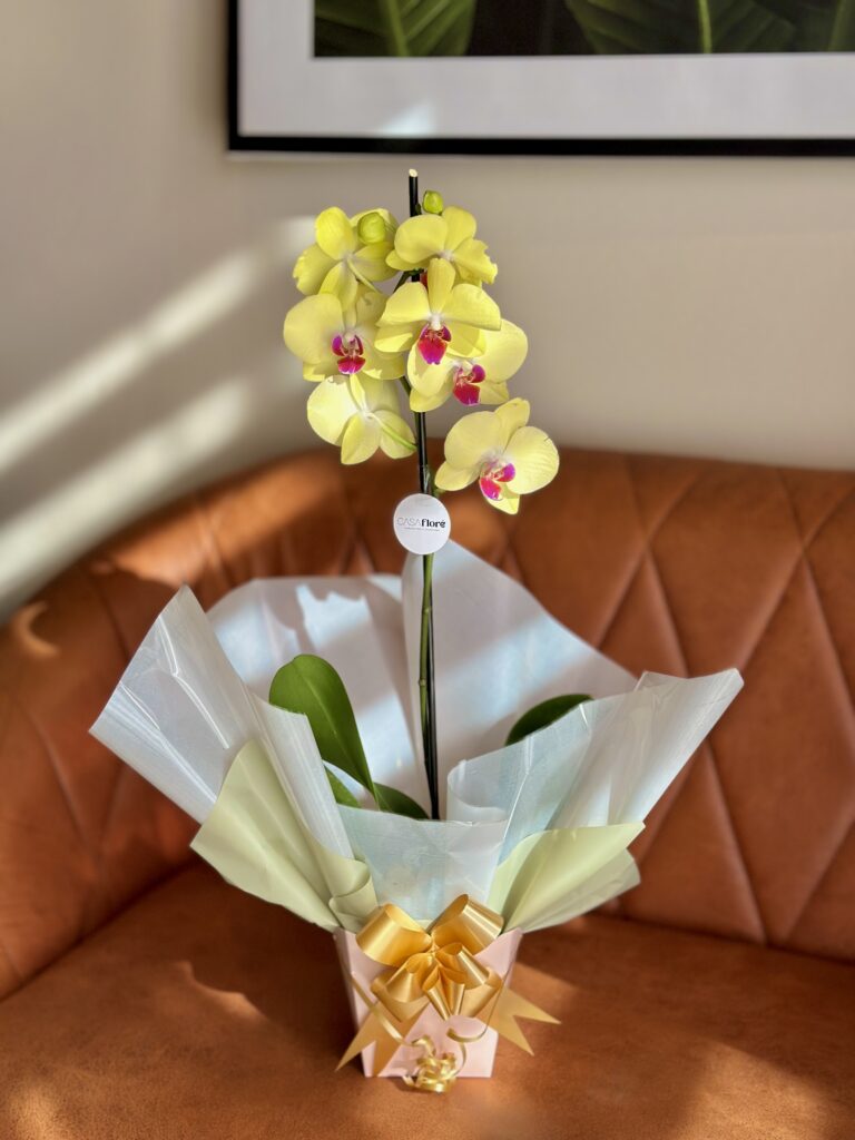 Orquídea premium GG na caixinha
