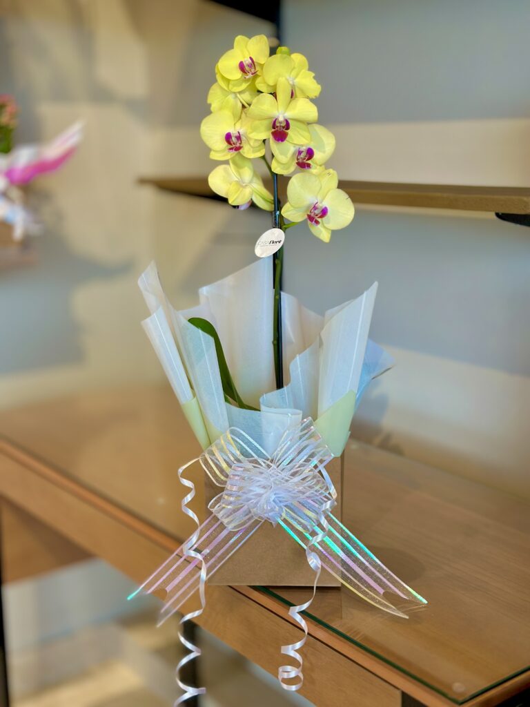 Orquídea GG premium