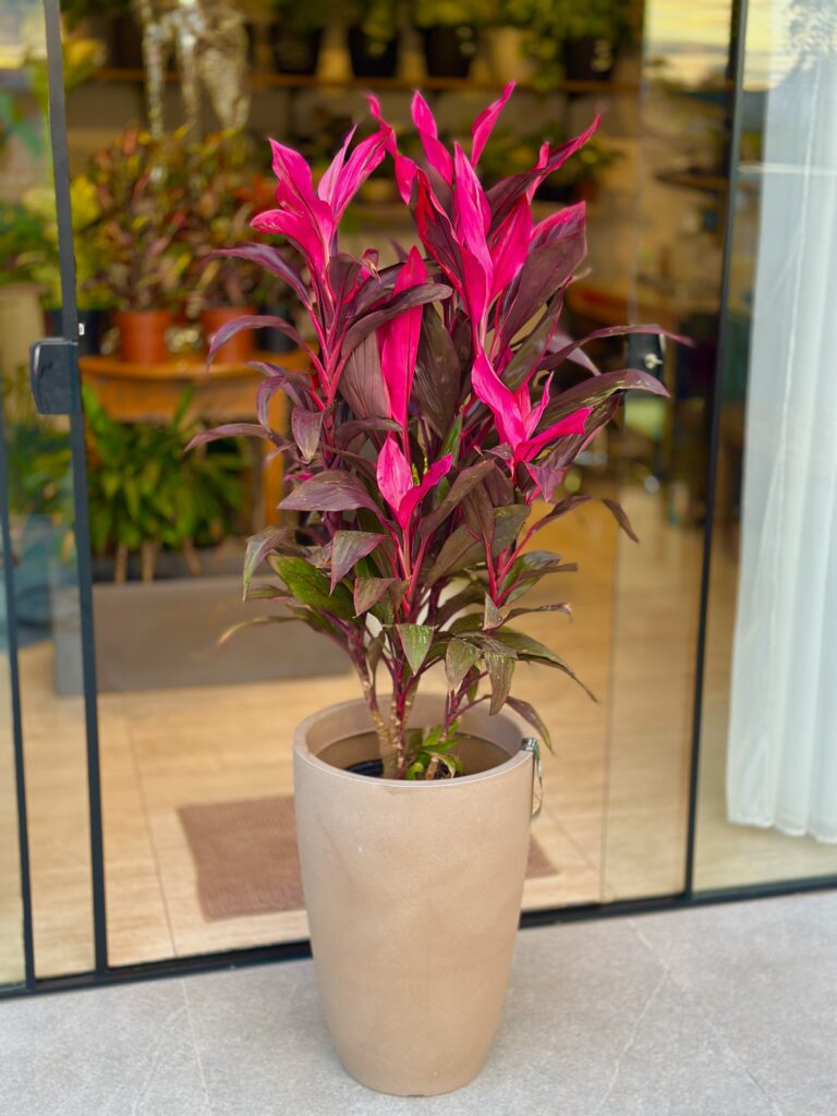 Dracena Cordyline