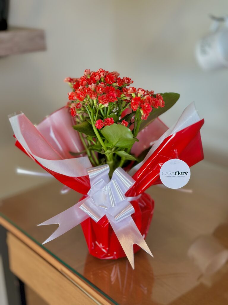 Kalanchoe vermelha embalada