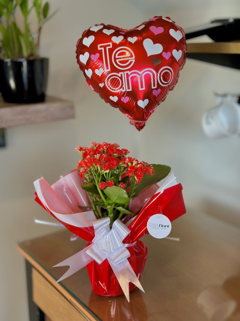 Kalanchoe vermelha embalada + balão coração