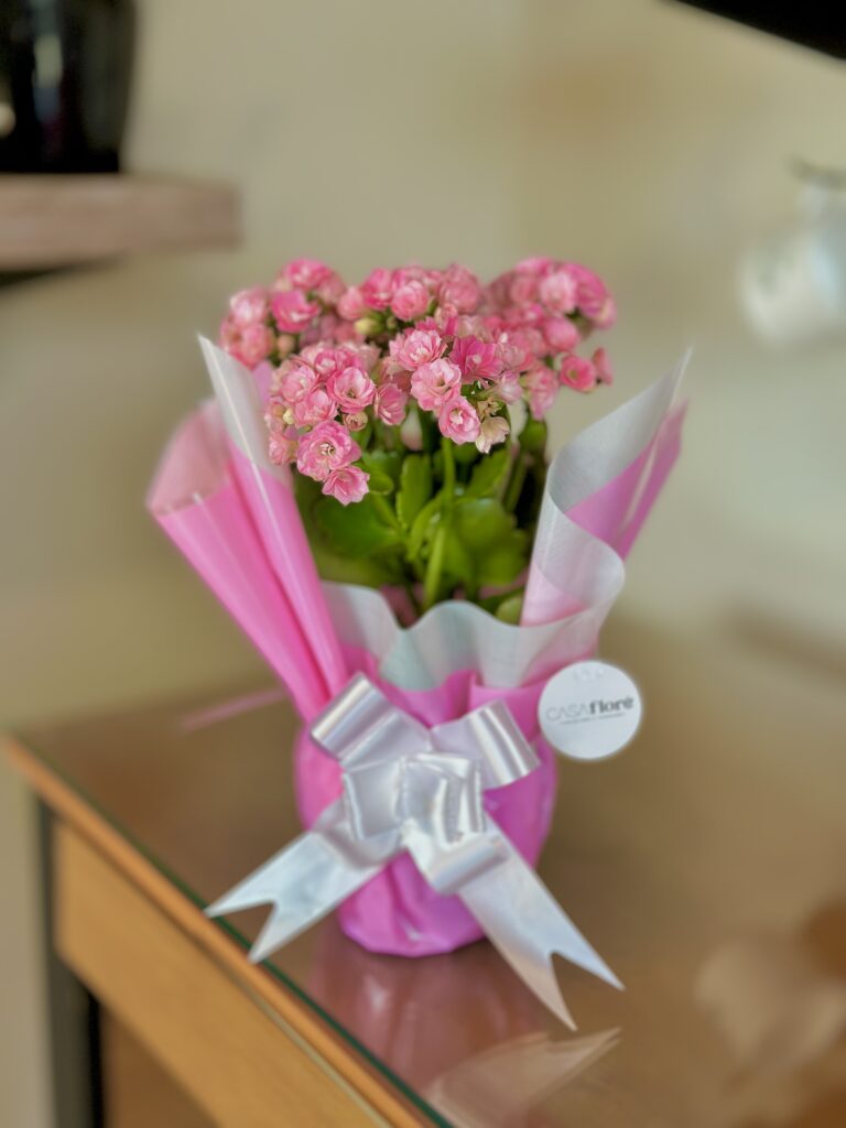 Kalanchoe rosa clara embalada