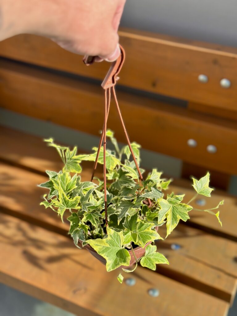 Gera Variegata cuia 13