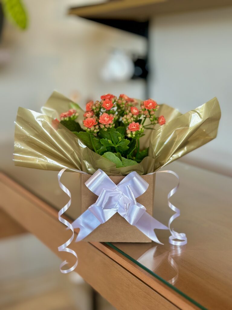 Kalanchoe salmon na caixinha