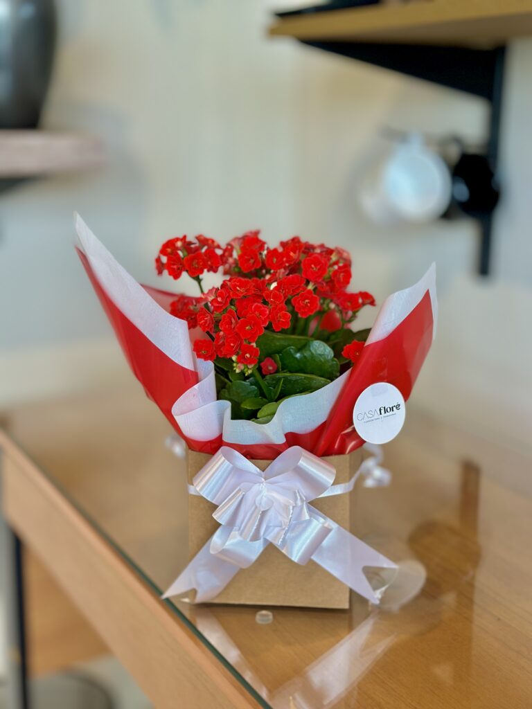 Kalanchoe vermelha na caixinha