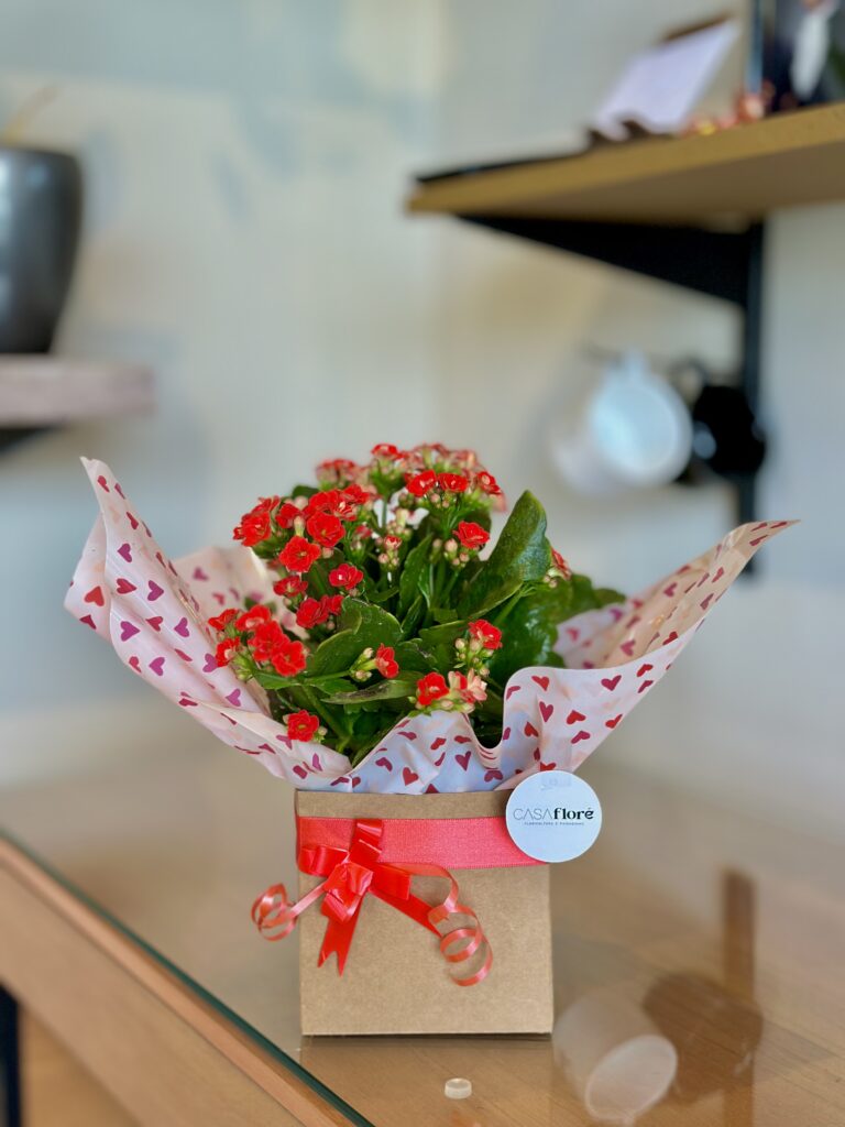 Kalanchoe vermelha na caixinha ( fita mimosa )