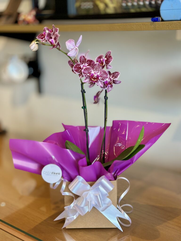Orquídea na Caixa